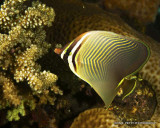 Triangular Butterflyfish IMG_6119.jpg