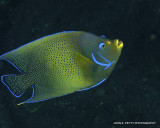 Angelfish IMG_6150.jpg