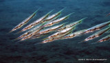 Coral Shrimpfish IMG_6315.jpg