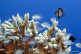 Active Coral IMG_7438.jpg
