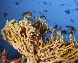 Coral  IMG_7520.jpg