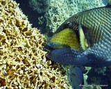 Titan Triggerfish IMG_7373.jpg