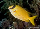 Yellow IMG_7128.jpg