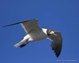 Seagull IMG_7756.jpg