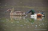 No. Shoveler Pair IMG_0086.jpg