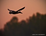 Shoveler flight_MG_1308.jpg