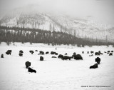 Bison Meadow_MG_3070.jpg