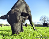 Happy Bull 2 5  IMG_9641.jpg