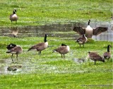 Loving the rain IMG_9706.jpg