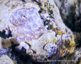 Blue-Ringed Octopus 8.0 IMG_9074.jpg