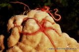 Brittlestar 8.0  IMG_9088.jpg