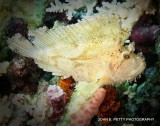 Leaf scorpionfish 8.0 IMG_8608.jpg