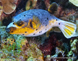 Puffer 8.0 IMG_8089.jpg