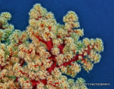 Soft Coral IMG_8331.jpg