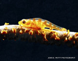 Whip Coral Goby IMG_0099.jpg