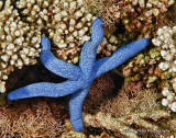 Blue Starfish IMG_8699.jpg