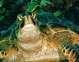 Green Turtle IMG_8580.jpg