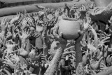 Reaching Up_MG_6399.jpg