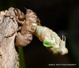 Cicada coming out_MG_8432.jpg