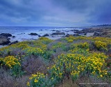 Bird Rock Flowers_MG_8989_HDR.jpg