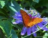 Gulf Fritillary_MG_0297.jpg