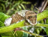 Giant Swallowtail Caterpillar_MG_0081.jpg