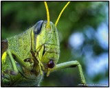 Grasshopper_MG_0833.jpg