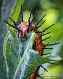 Gulf Fritillary caterpillar_MG_0795.jpg