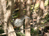 Long-billed Thrasher, Blucher Park, Corpus Christi