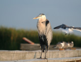 Great Blue Heron at Port Aransas