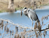 Great Blue Heron