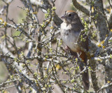 CanyonTowhee, Wilson Ranch