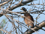 Northern Bobwhite