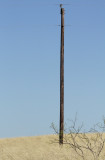 Pole in Field