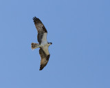 Osprey with Catch At Aransas Pass