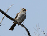 1st Winter White-crowned Sparrow