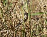 Lincolns Sparrow,  Warbler Woods