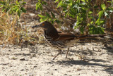 Long-billed Thrasher,  Falcon State Park