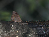 White-spotted Satyr, Estero Llano Grande SP