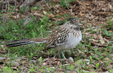 Greater Roadrunner, Northern Bexar County