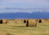 Montana Hayfield.jpg