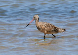 Marbled Godwit, Packery Channel
