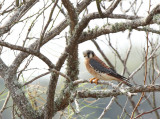 American Kestrel, Hazel Bazemore