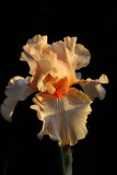 iris #4842