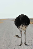 Common Ostrich - Autruche