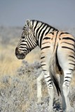 Burchells zebra - Zbre de Burchell
