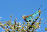 Lilac-breasted roller - Rollier  longs brins
