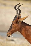 Red Hartebeest / Bubale rouge