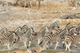 Burchells zebra - Zbres de Burchell