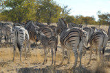 Burchells zebra - Zbres de Burchell